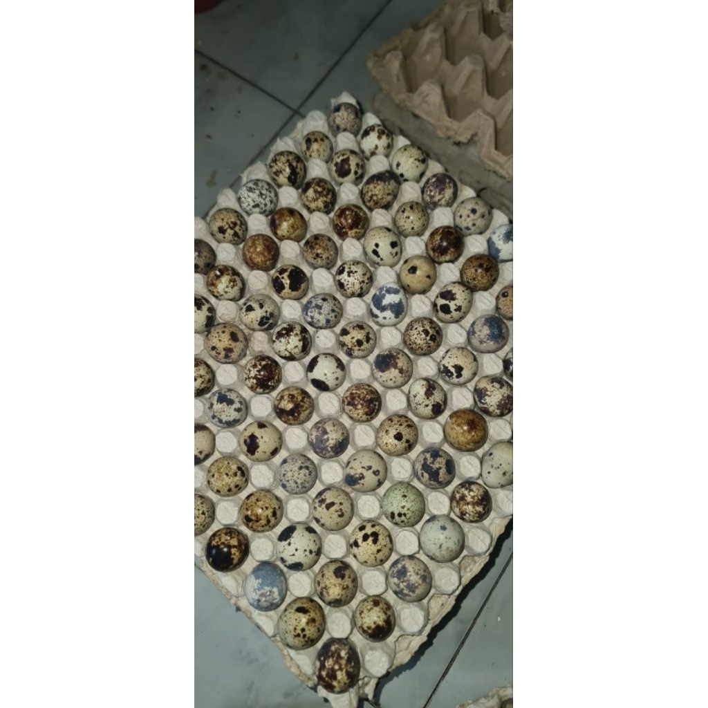 (INSTAN BOJONEGORO) TELUR AYAM 1KG || TELUR PUYUH 1KG || TELUR ASIN MATENG LANGSUNG KIRIM