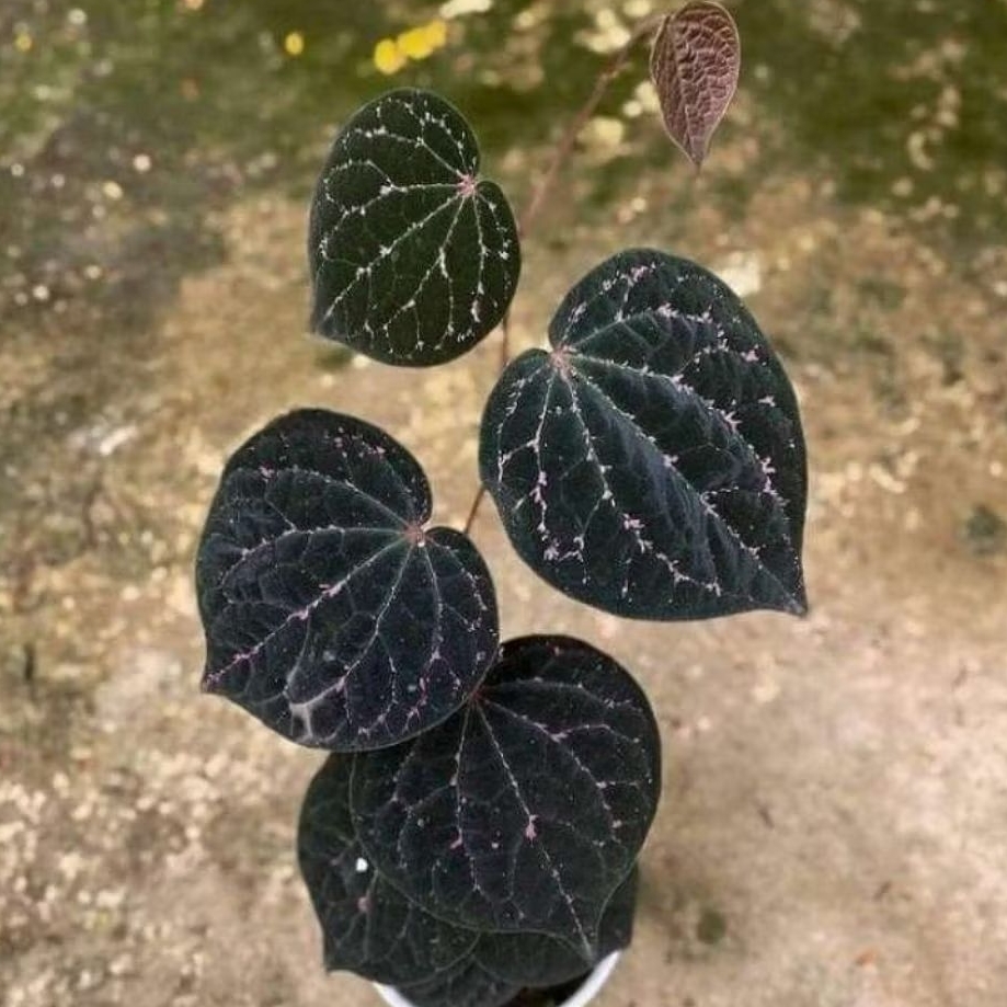 Tanaman Herbal Sirih Wulung / Sirih Hitam Wulung / Sirih Ulung / Dark Leaved Piper Piper / Purple Le