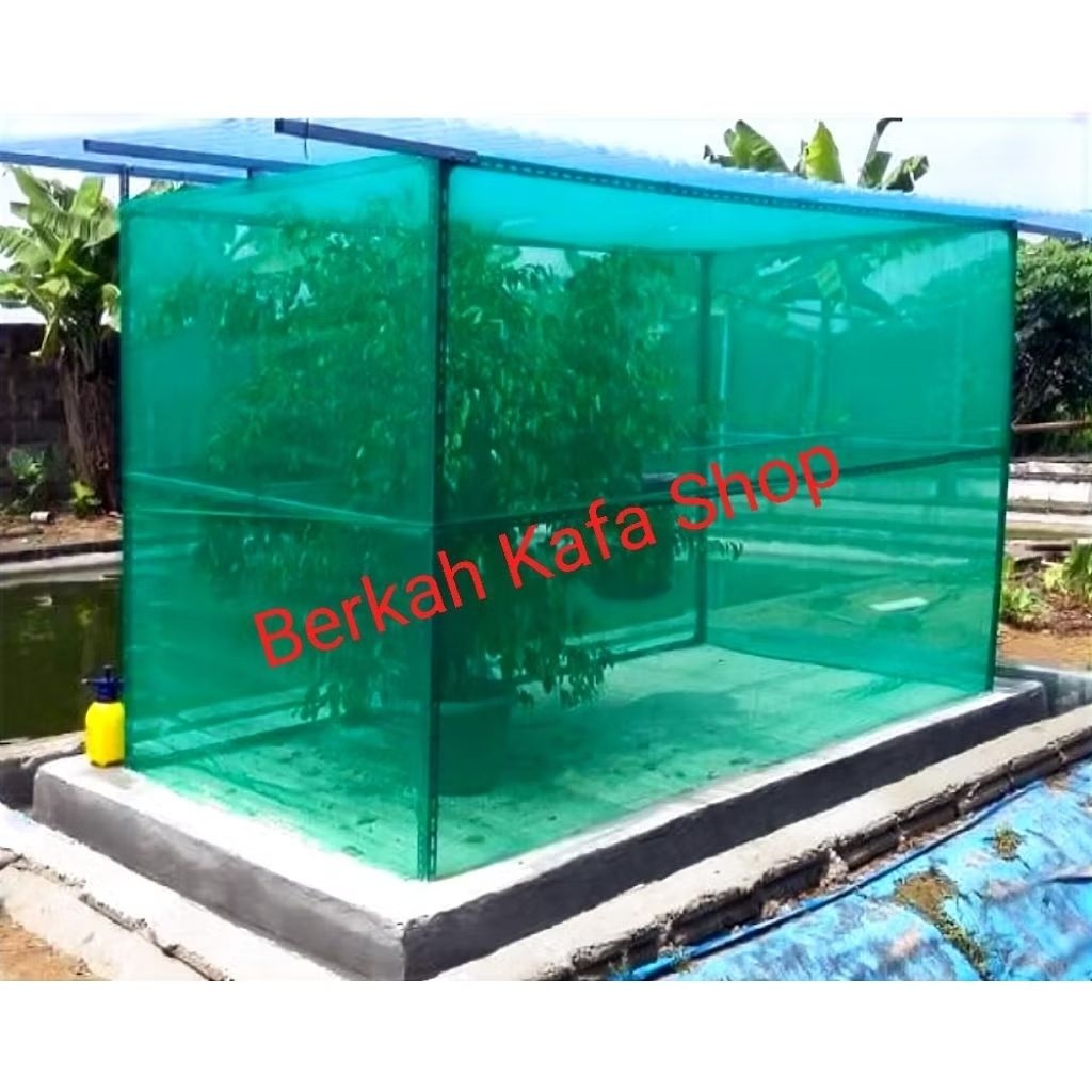 Kandang Lalat BSF, Bonus Telur BSF Sesuai Setok