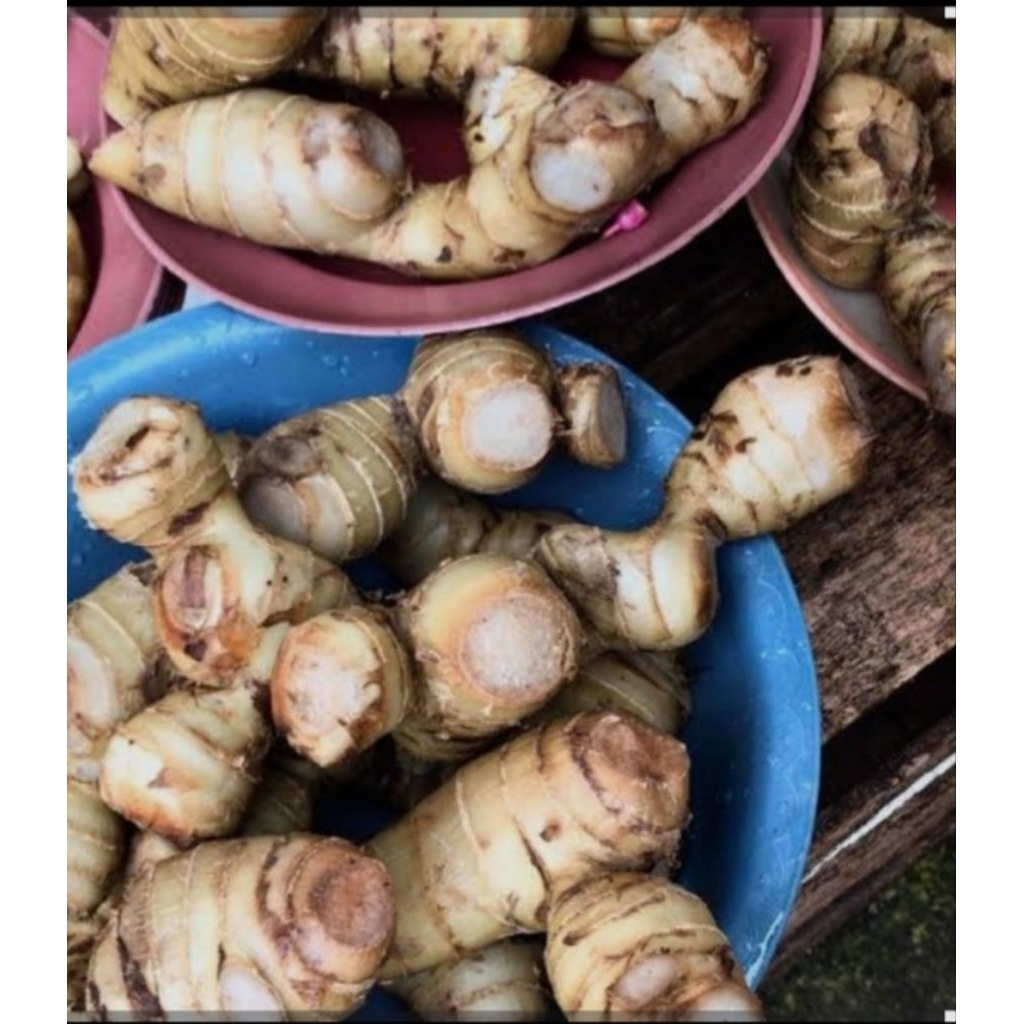 Ganyong original muria 1 kg