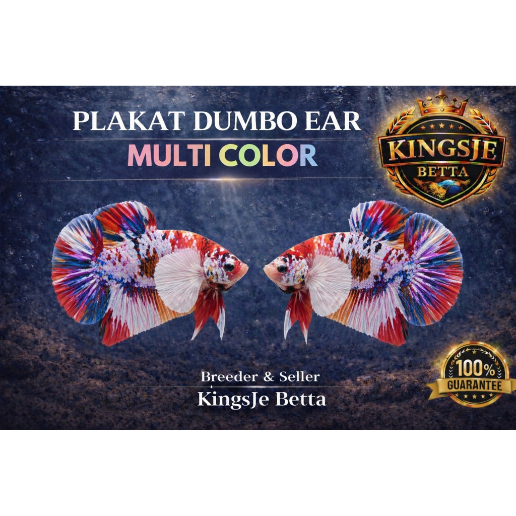 [Dumbo Ear] Cupang Dumbo Ear Multi Plakat | TOP GRADE RANDOM