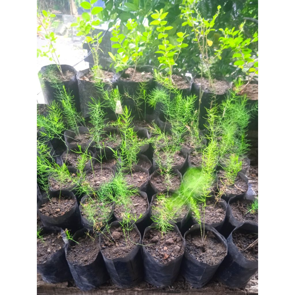 Bibit Asparagus sayur ,tanaman hidup,siap tanam, jenis F1 Mary washington, usia -+3bulan
