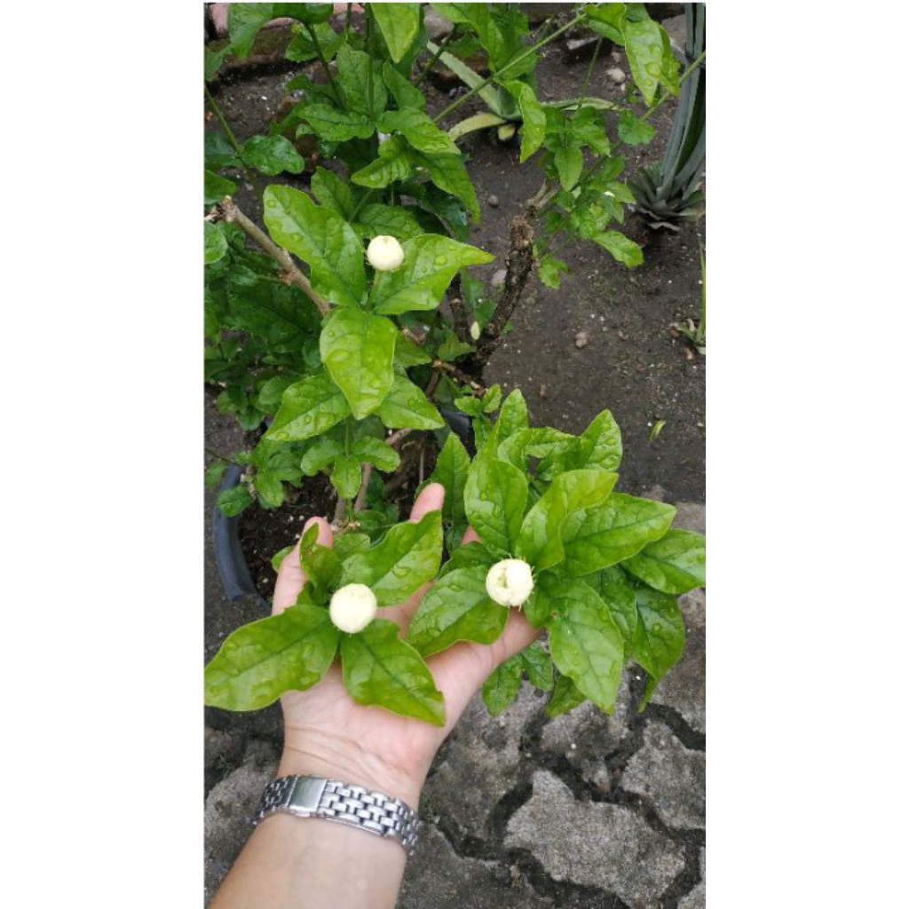 pohon melati berbunga