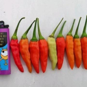 "New" 50 biji - Benih Bibit F1 Cabe Rawit Setan Jumbo 212