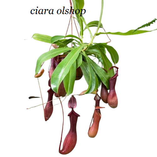 Nepenthes Kantung Semar Tanaman Karnivora Gracilis Reinward Raffles Ampul jumbo