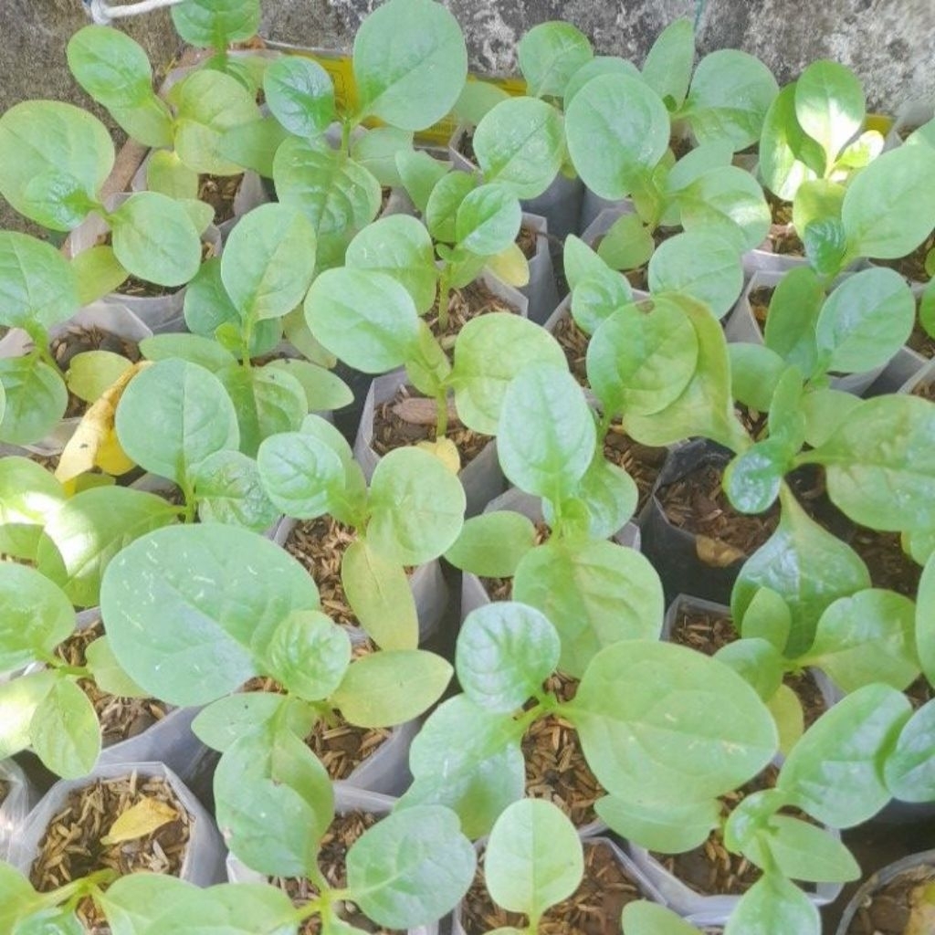 Bayam Malabar Jepang Kaya Manfaat