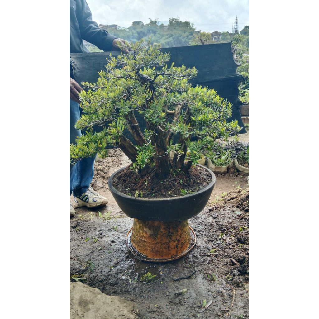 bonsai cendrawasih