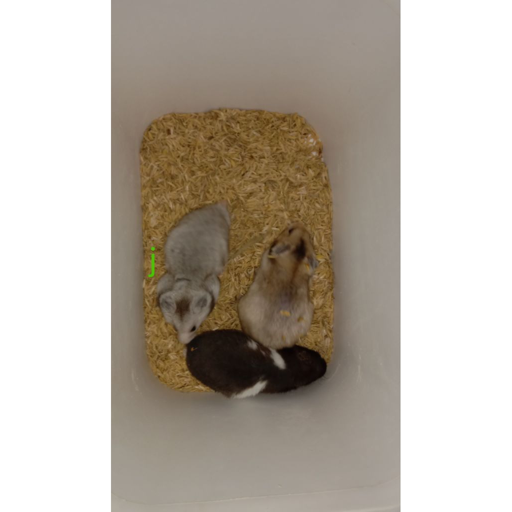 boneka hamster syirian anakan