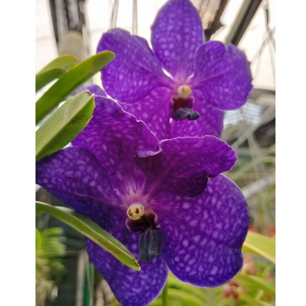 Vanda dewasa id Pachara delight