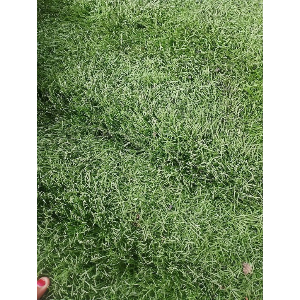 rumput sintetis second