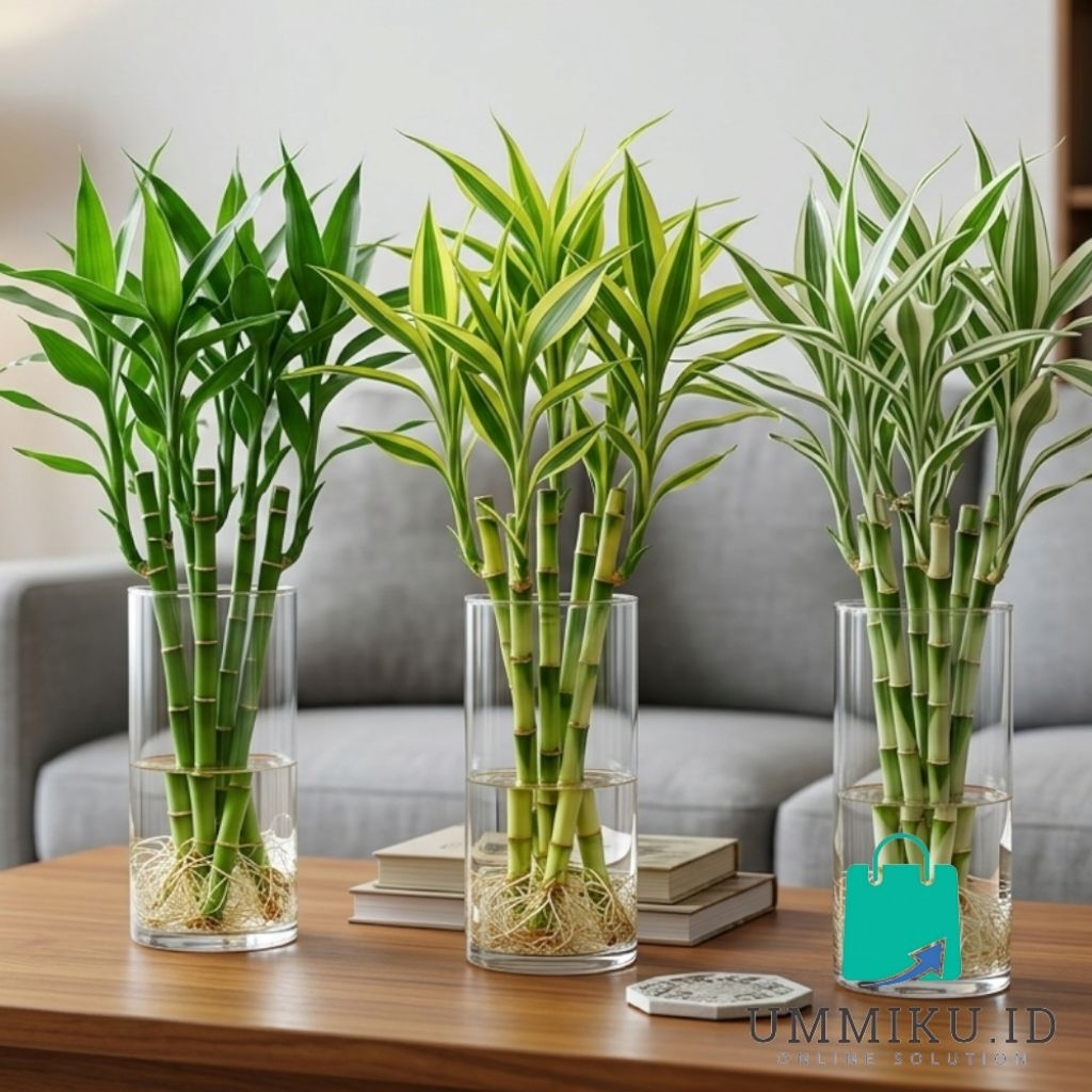 ( PAKET 3 BAMBU HOKI ) Paket 3 tanaman bambu hoki media air - bambu hoki kuning - bambu hoki hijau -