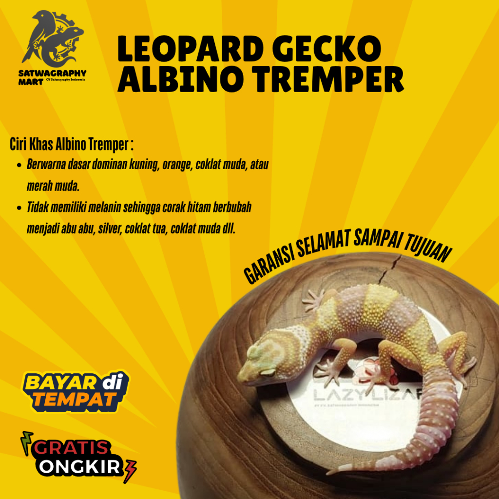 Mainan Anak GECKO Warna Albino TREMPER