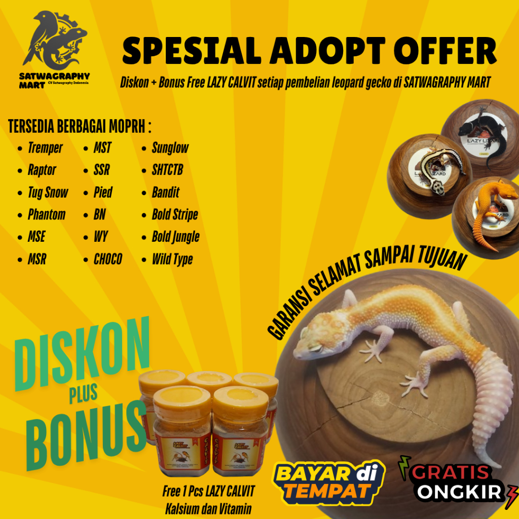Mainan Anak Leopard Gecko Premium Murah Berbagai Warna dan Morph