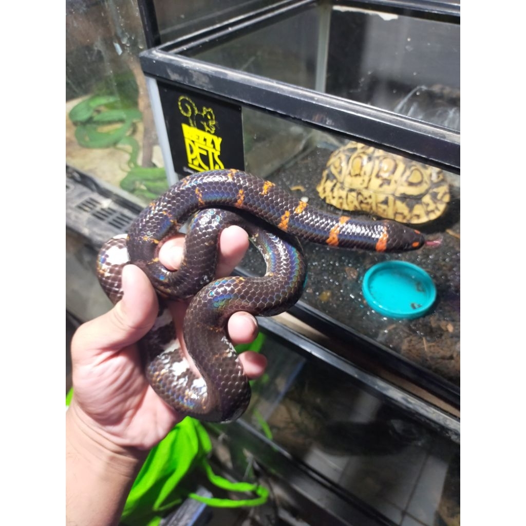 ular kepala dua ~ pipe snake size besar