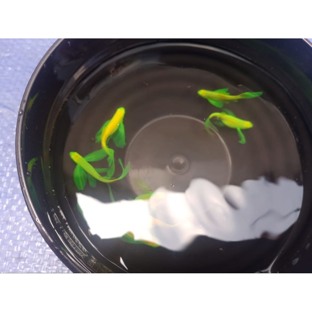 Danio Slayer Indukan
