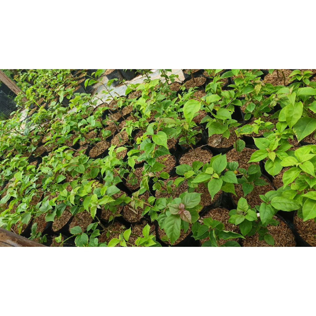 bougenville ori import