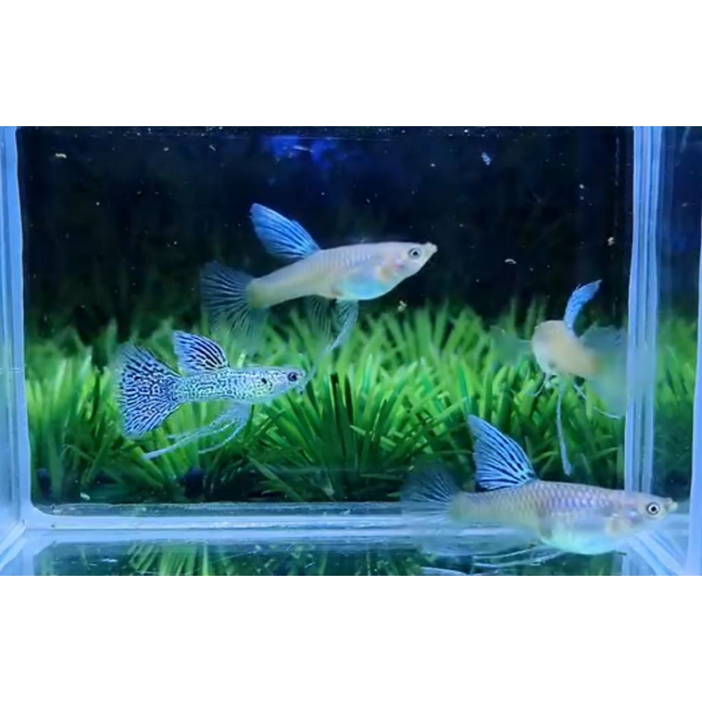 Hiasan Aquarium Aquascape Guppy Blue Lace Ribbon