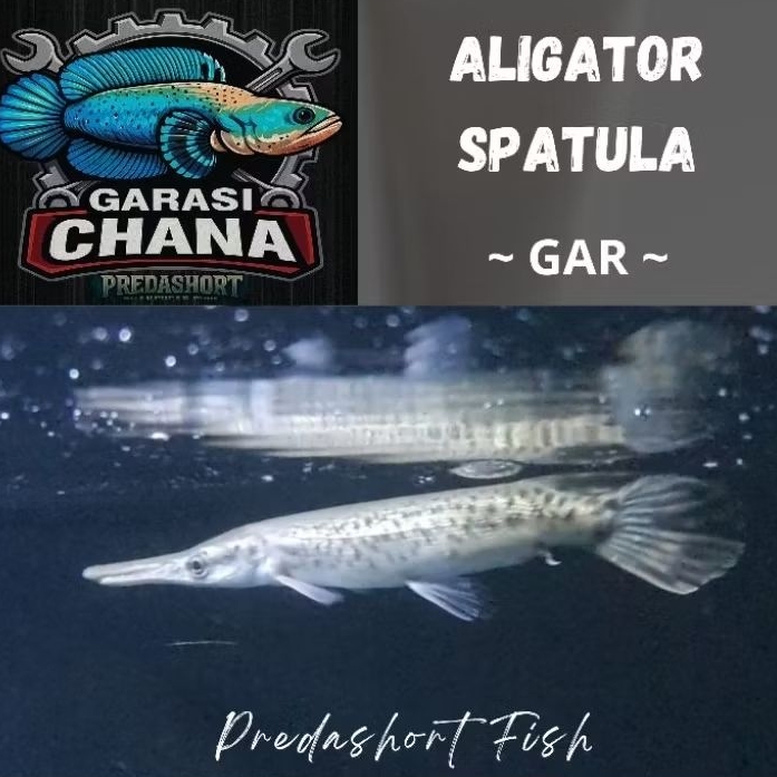 koleksi aligator spatula gar berkualitas bergaransi
