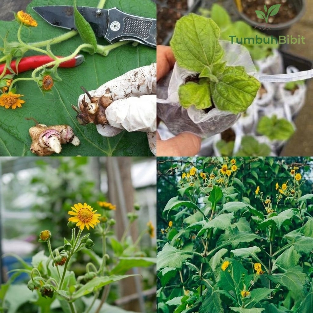 BIBIT UBI YAKON rimpang satuan | 1 batang bibit ubi yakon asli wonosobo