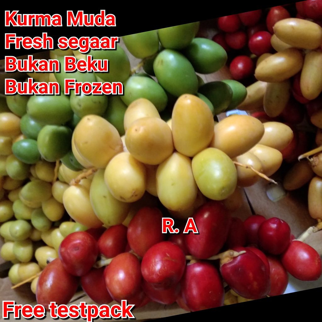 kurma muda per 1kg