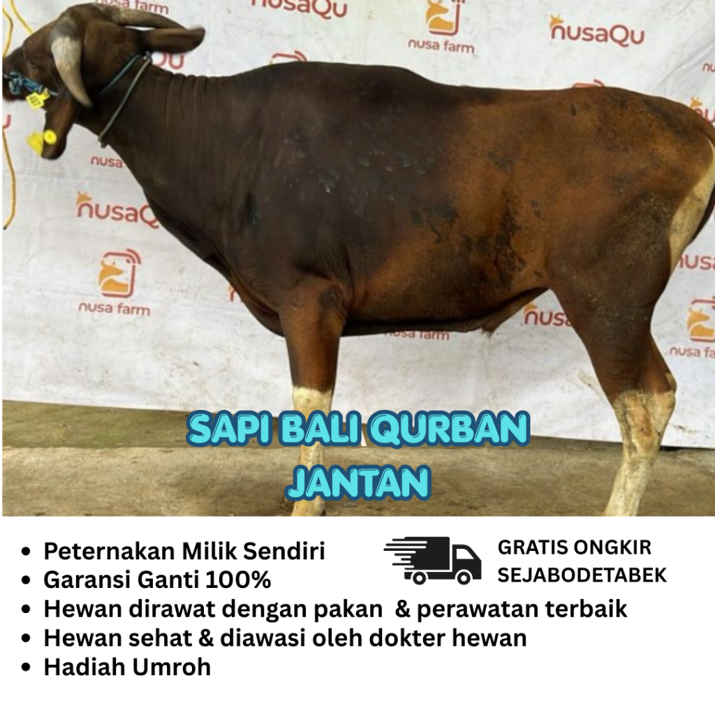 Qurban - Sapi Bali Qurban lengkap free ongkir jabodetabek
