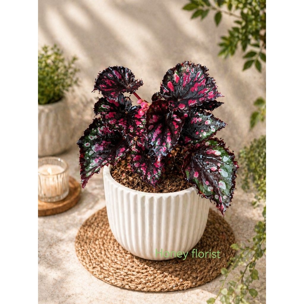 begonia red Absolute tanaman hias begonia daun hitam bercak merah