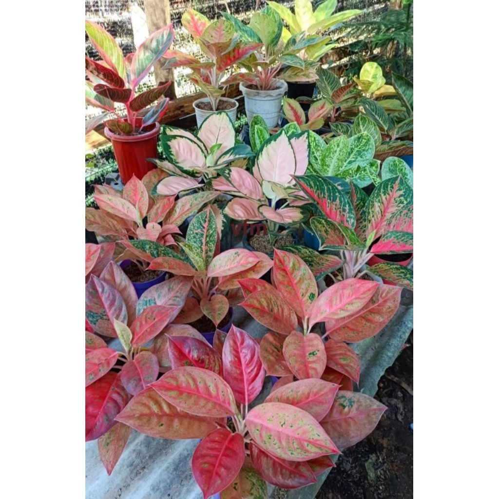 Aglonema Big Roy Jumbo – Daun Besar Pink Elegan | Tanaman Hias Indoor Premium