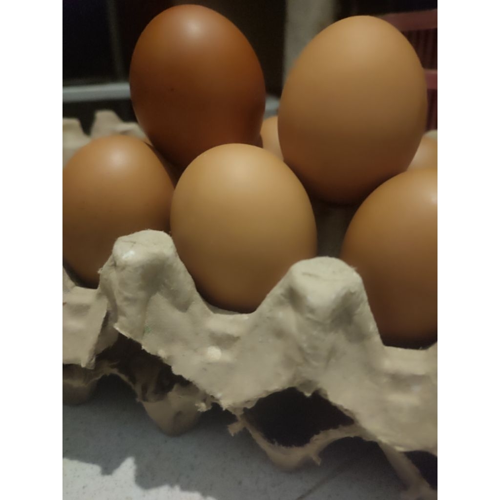 telur ayam negeri 1 kg, segar telur ayam