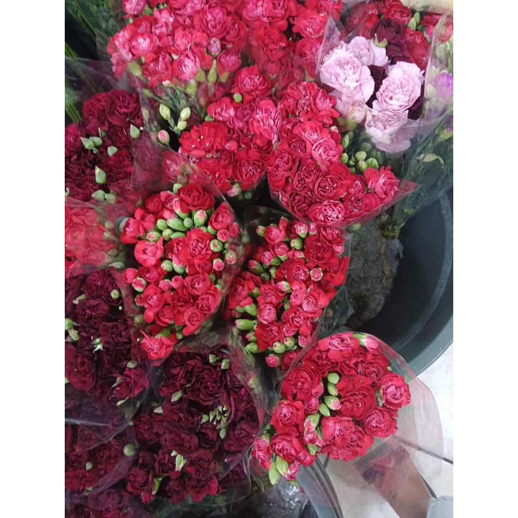 bunga carnation