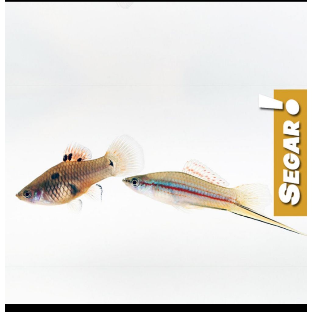 Platy Pedang Hijau Swordtail Ikan Hias Aquascape Hiasan Aquarium - isi 3 ekor - Size