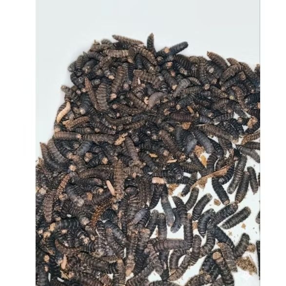 Pupa Maggot BSF Berkualitas