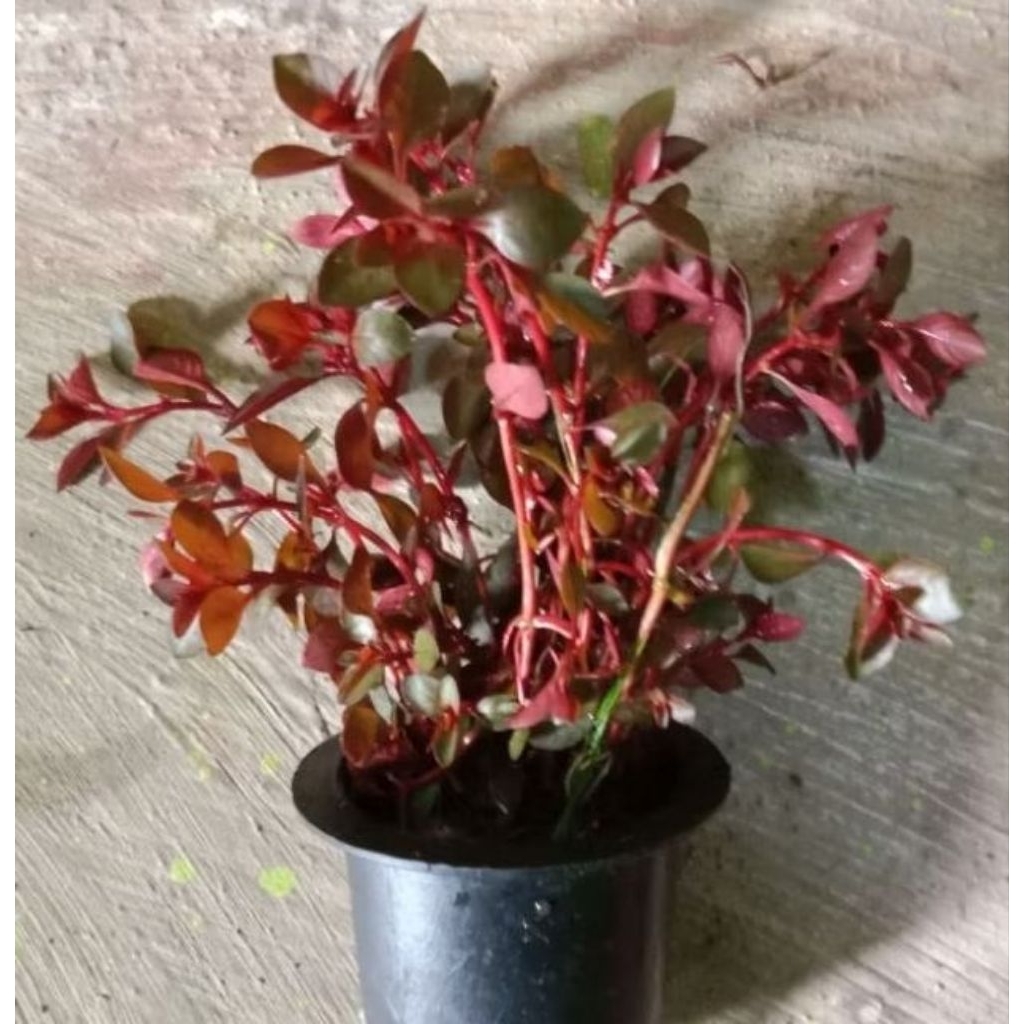Ludwigia sp red mini