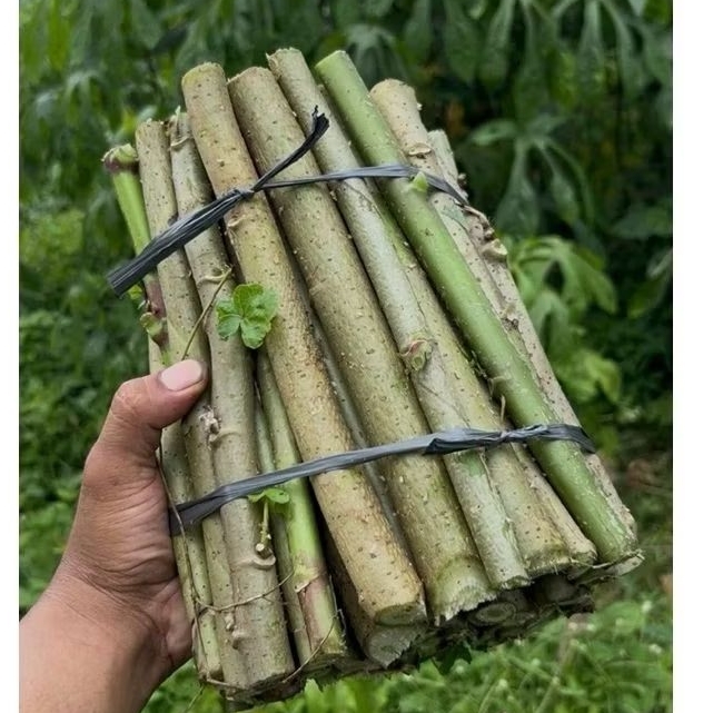 bibit telo papua 1kg panjang bibit 20cm kondisi siap tanam