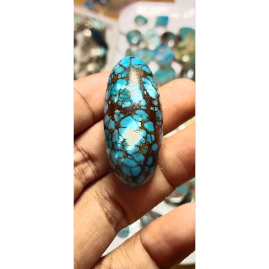 pirus mesir ceplok biru