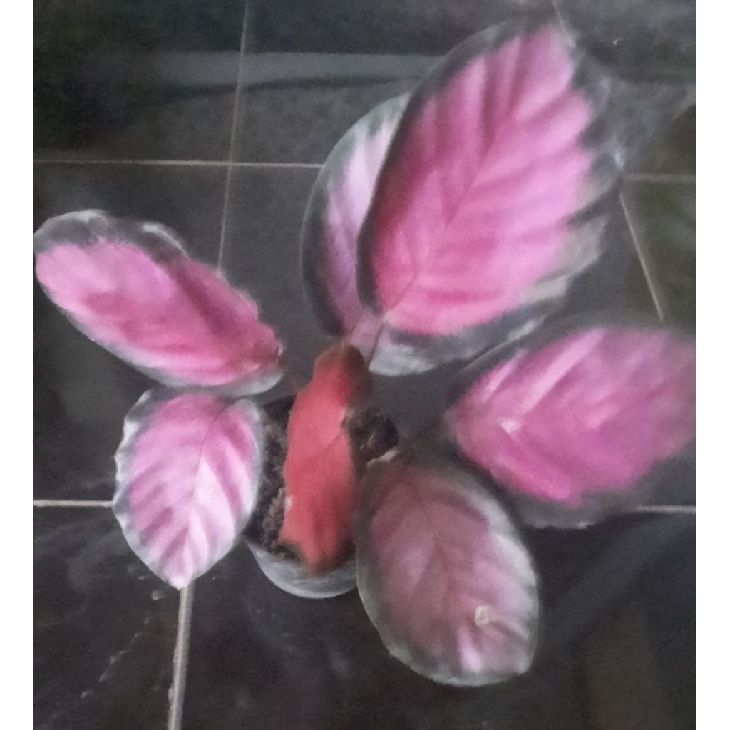 Calatea Crimson