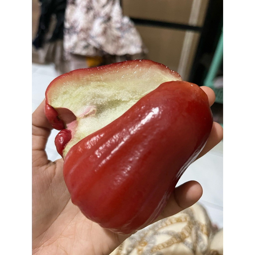 Jambu citraMerah