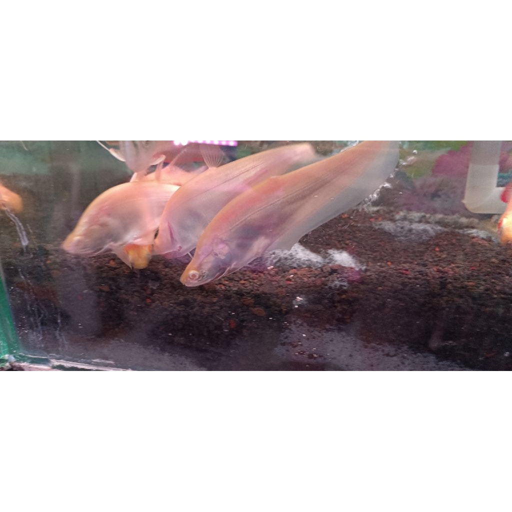 HIASAN AKUARIUM BELIDA ALBINO