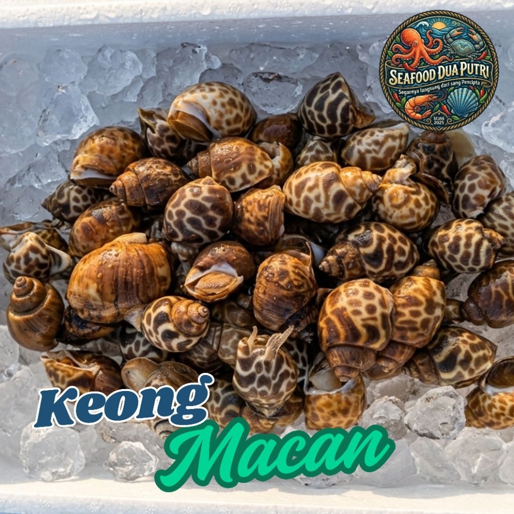 Keong Macan Segar