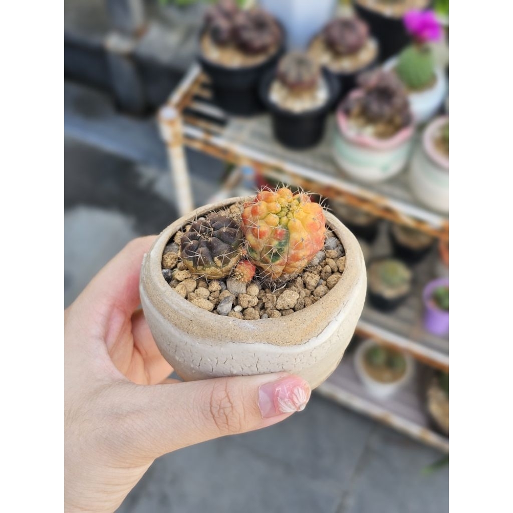 Kaktus gymno damsii variegata cluster
