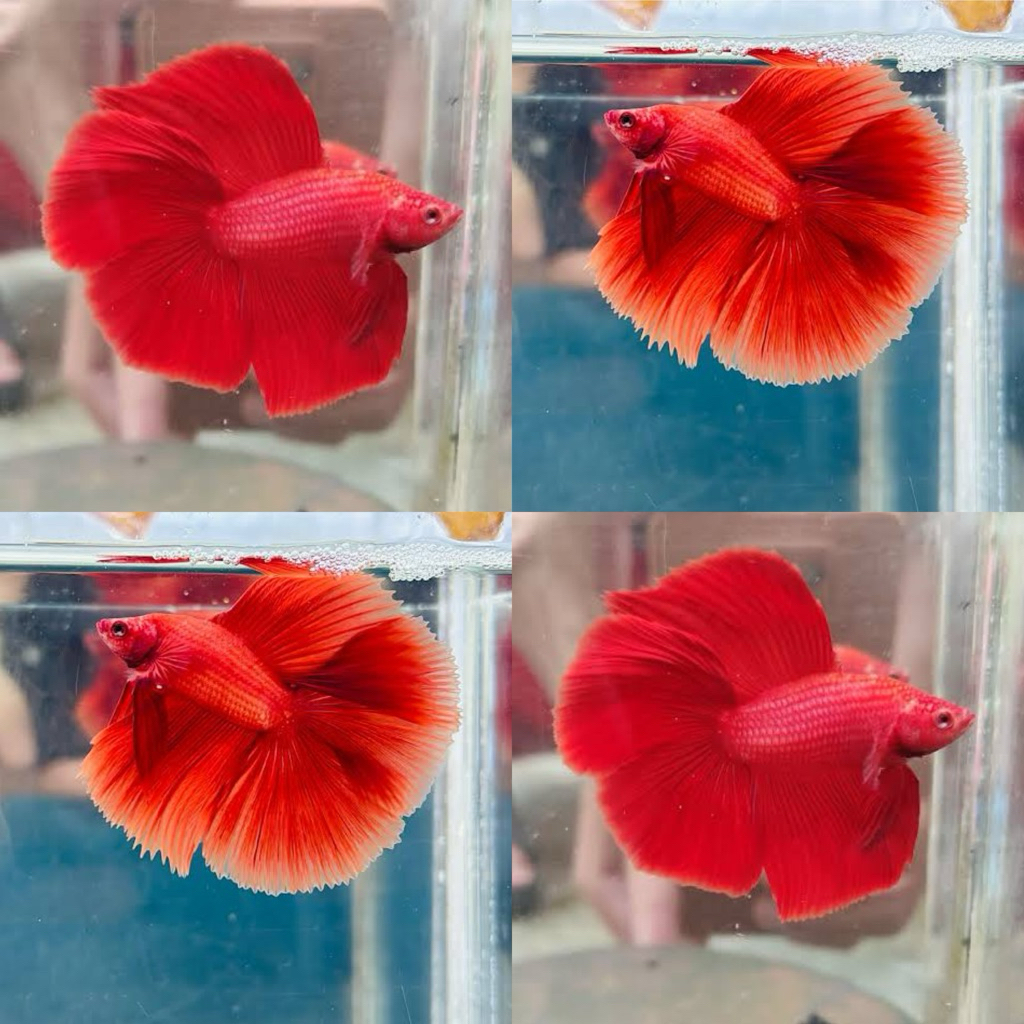 [Chan Aquatic] Cupang Halfmoon Double Tail Super Red HMDT Super Red Size M+ Umur 3 Bulan Jantan
