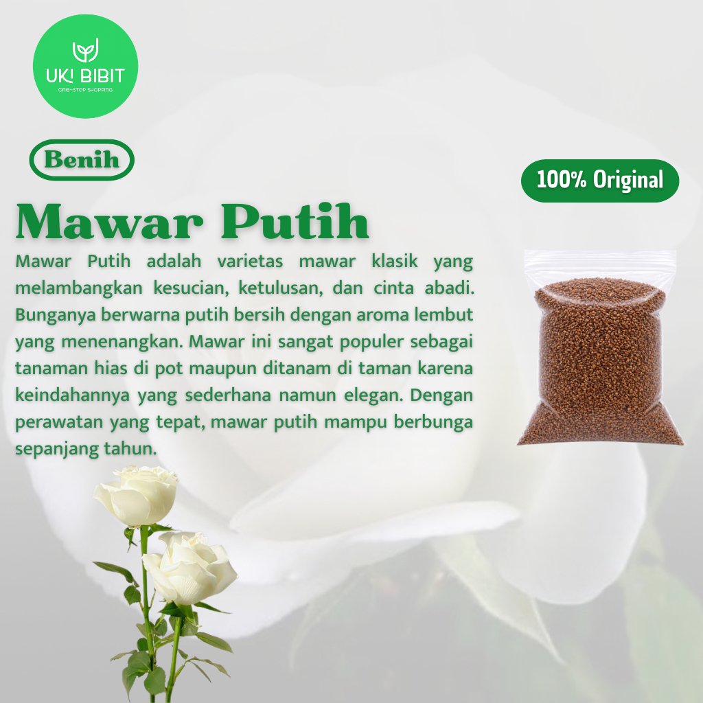 ( 5 Butir ) Benih Biji Bunga Mawar Putih | Mawar Kuning | Mawar Hitam