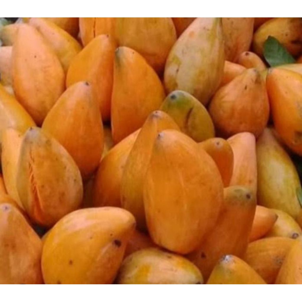 sawo belanda alkesah 1kg segar sawo mentega