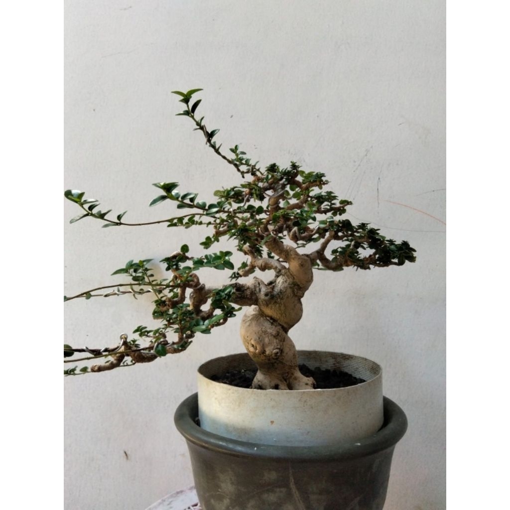Bonsai sancang  program kontes