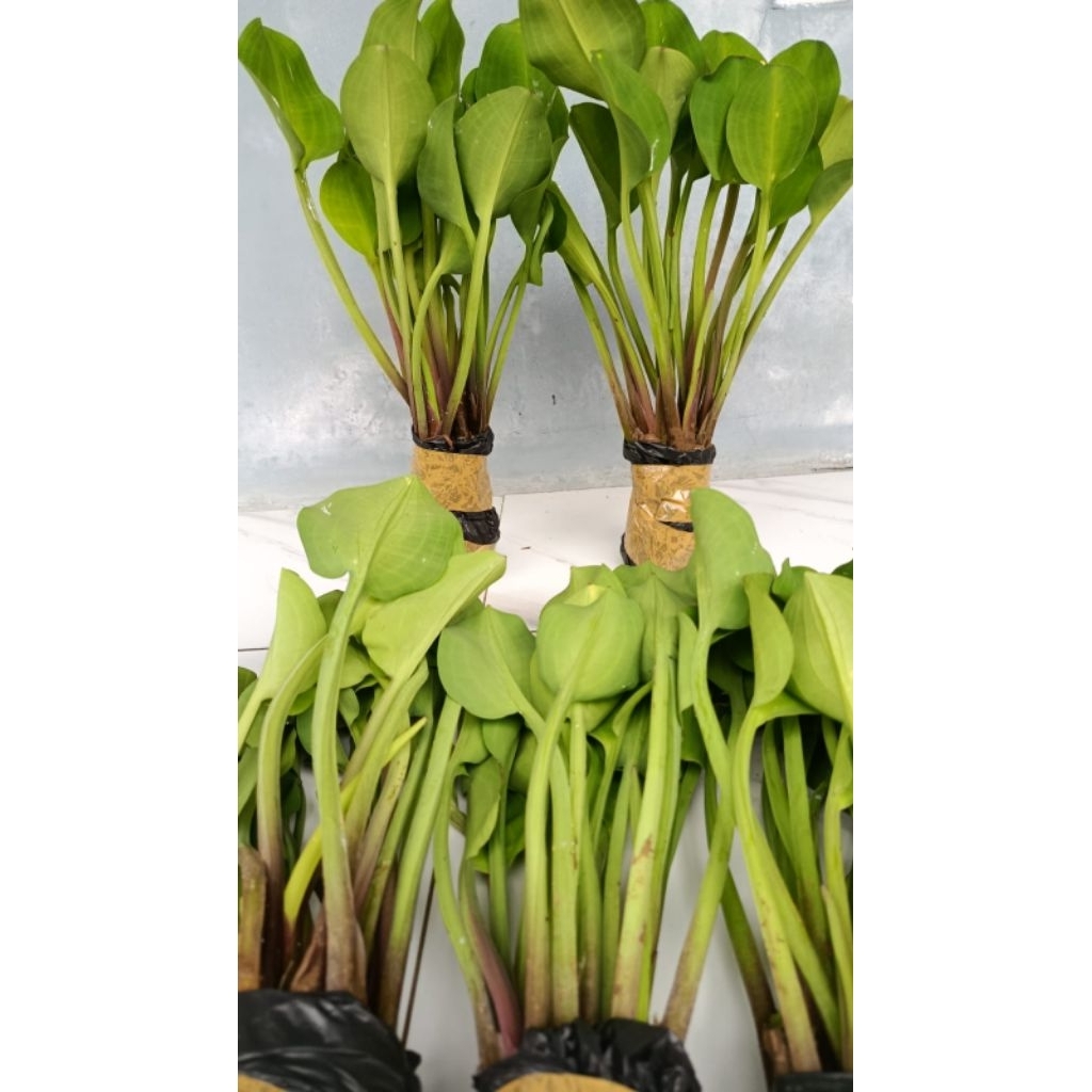 Bibit Genjer Segar Siap Tanam Seed Vegetable Genjer Bibit Genjer isi 12 pohon ...