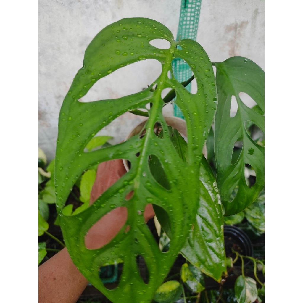 monstera Esqueleto