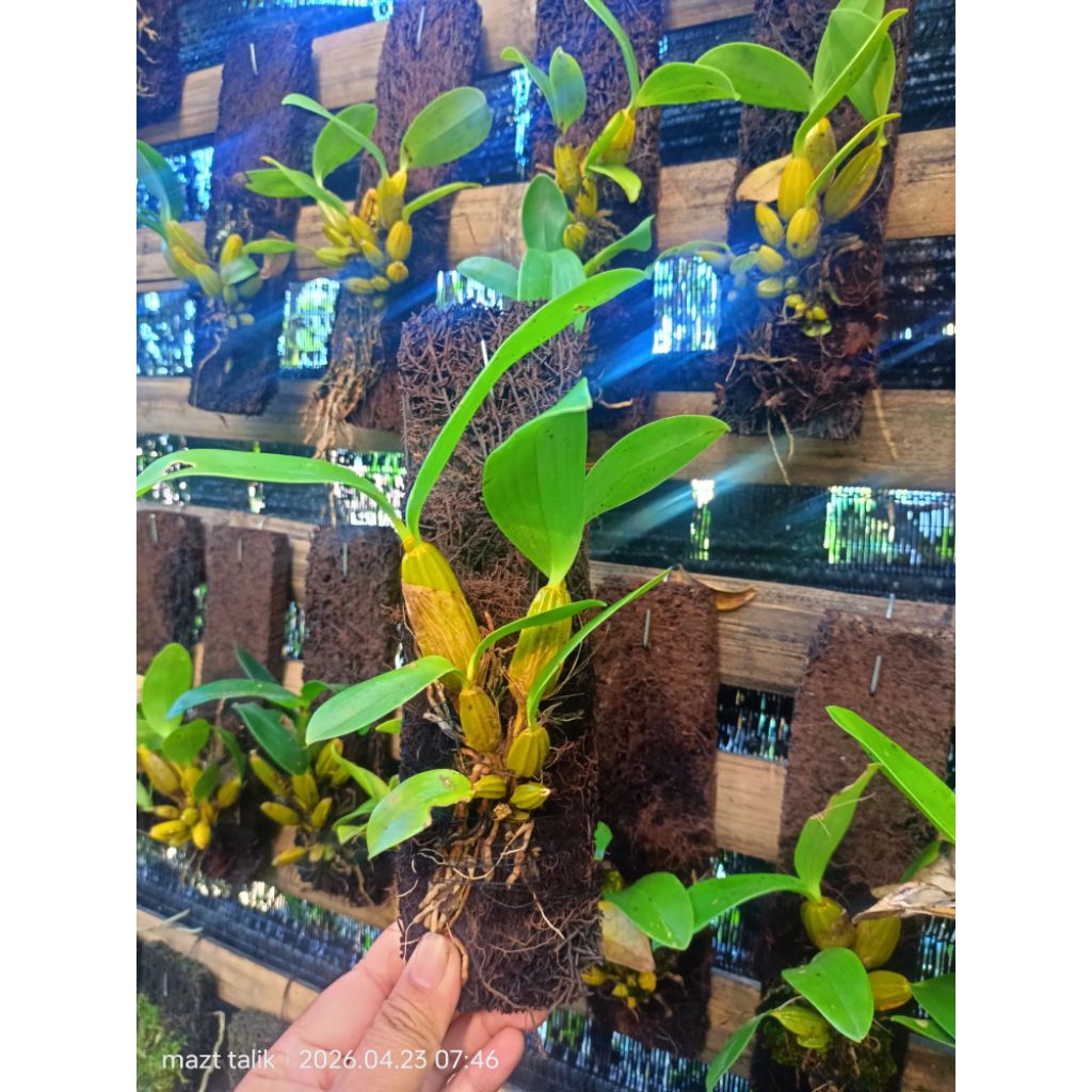anggrek langka macrophyllum jawa