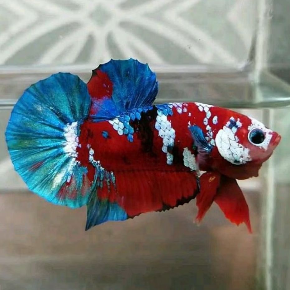 cupang koi galaxy mutasian cello, indukan corak istimewa
