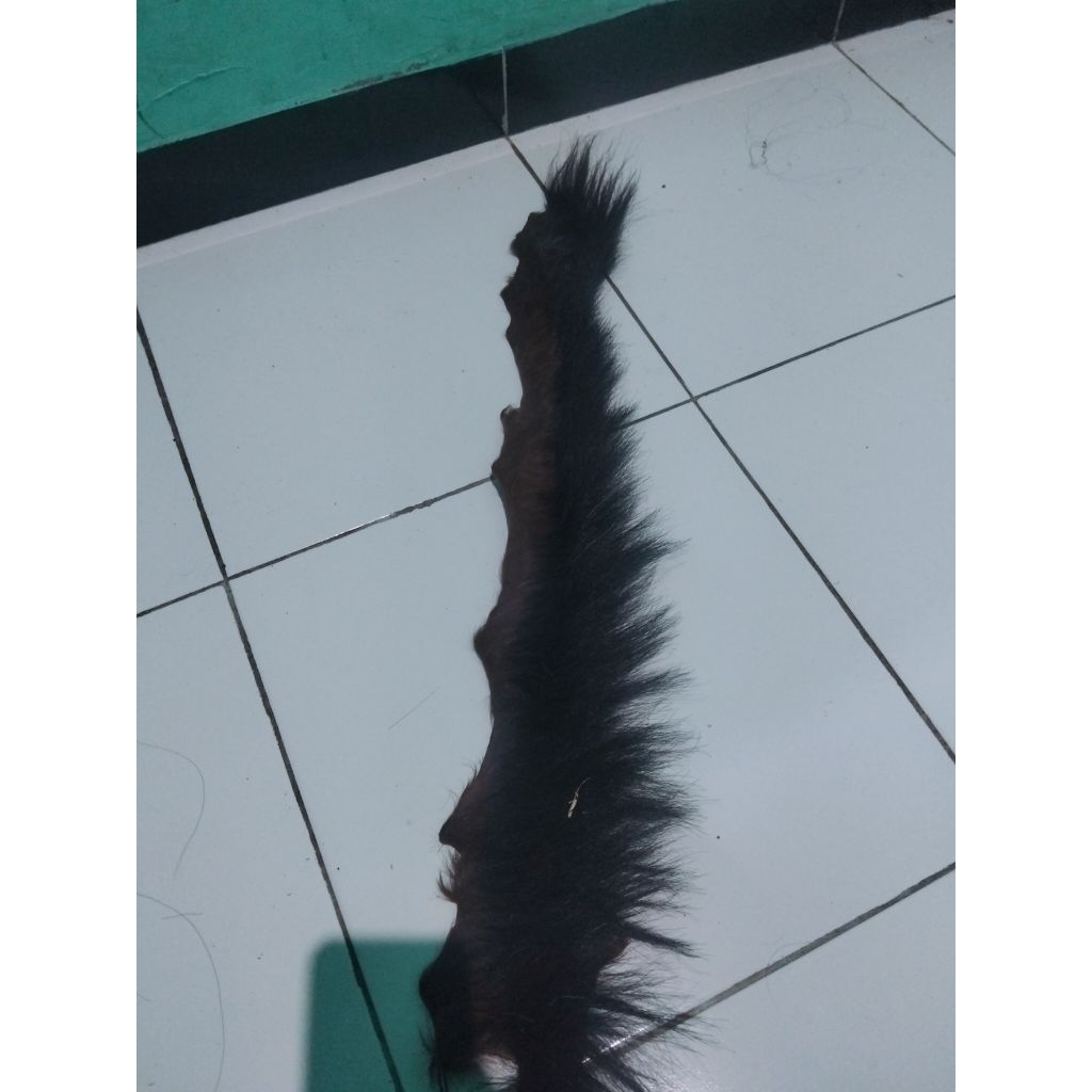 suri kuda asli murah
