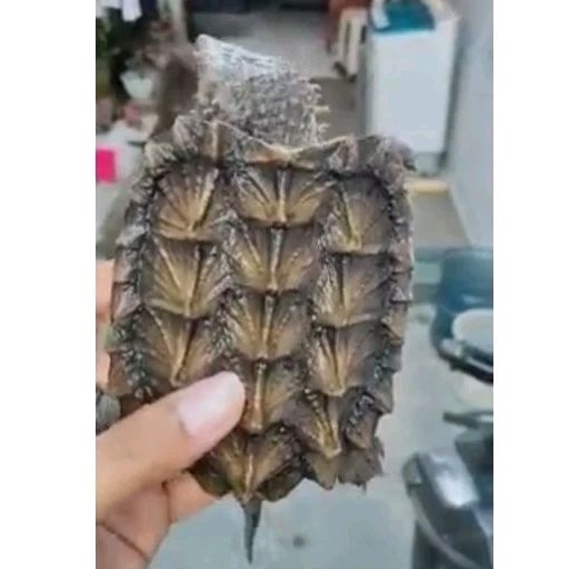 mainan aligator snaping turtle asli hewan