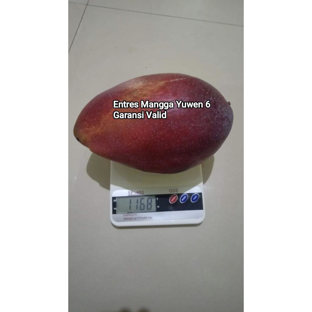 Entres Mangga Yuwen seri 6 Asli